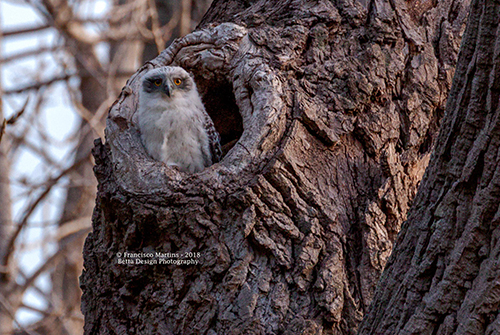 powerful owl