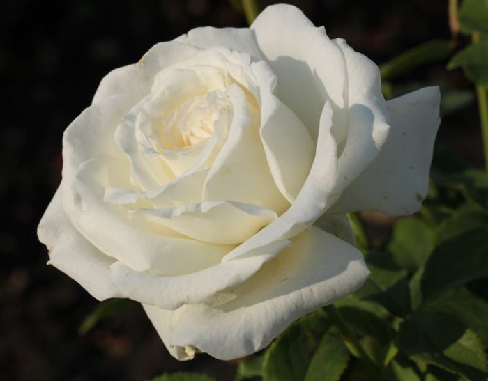 Stories - Tips to grow beautiful roses - Centennial Parklands