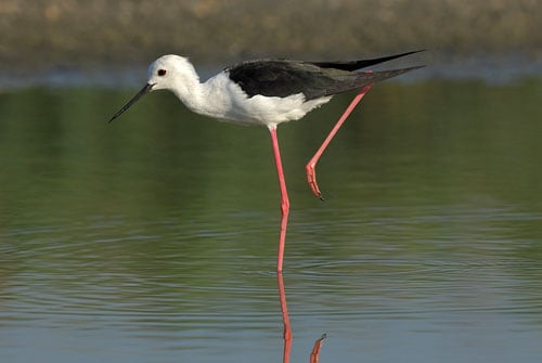 Visit - Centennial Parklands - Birds - Centennial Parklands