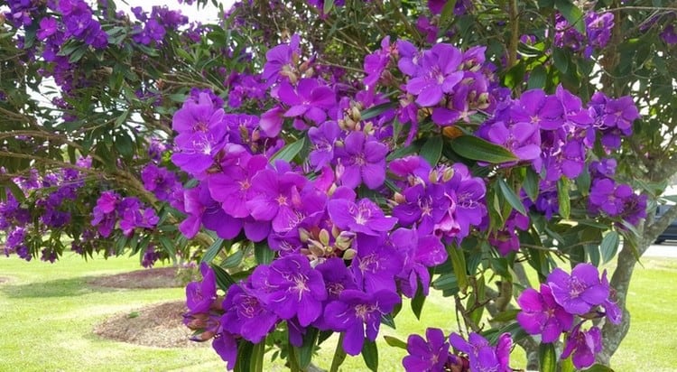 australian purple trees