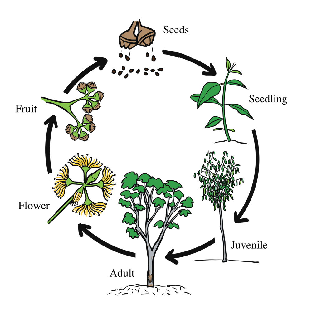 Life Cycle Of A Plant