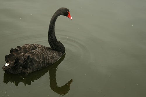 Visit - Centennial Parklands - Black Swan - Centennial Parklands