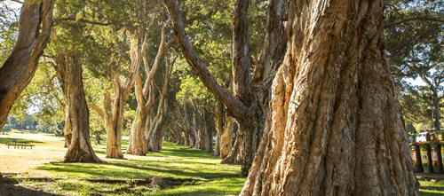 Controlling Pests - Centennial Parklands - Centennial Parklands