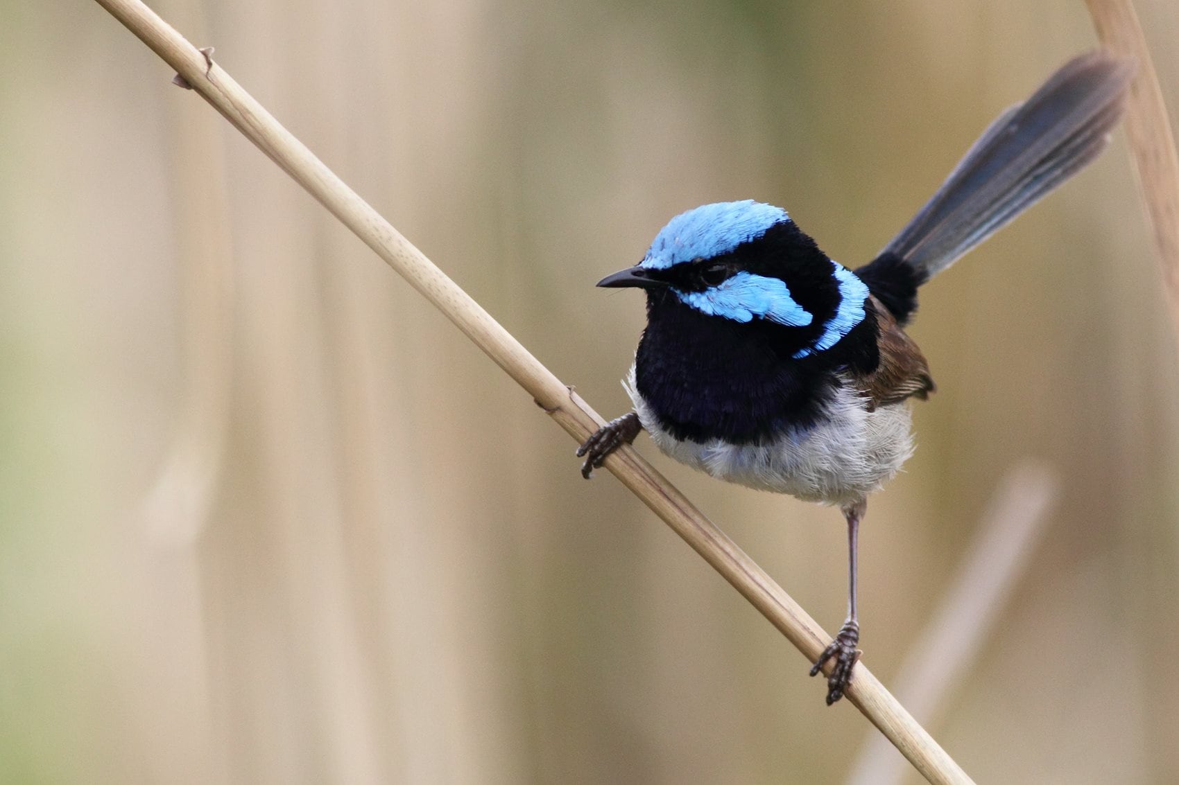 blue wren bird