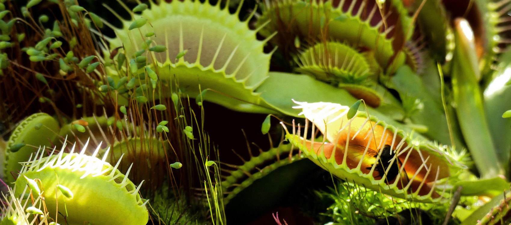Venus Flytraps Don't Trap Insects that Pollinate Them – National