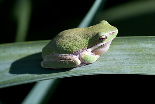 Frogs in Sydney  NSW Environment and Heritage