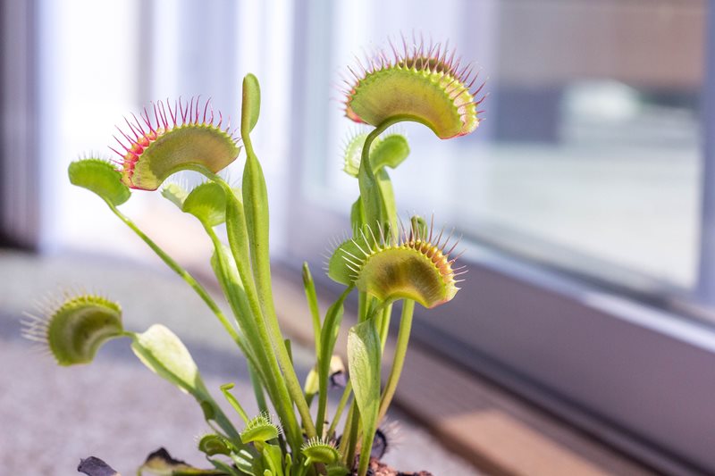 How to Grow and Care for a Venus Flytrap