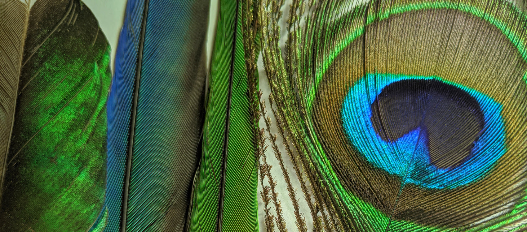 13 Fabulous Facts About Extreme Bird Feathers - Birds and Blooms