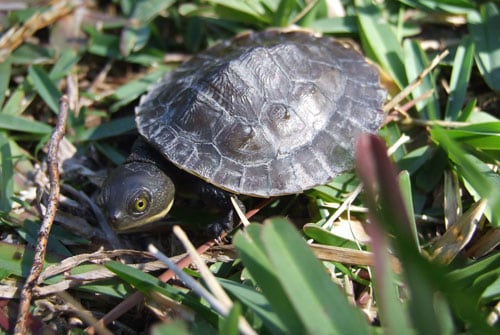 Visit - Centennial Parklands - Animals - Centennial Parklands