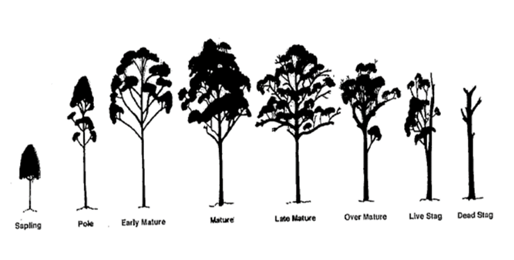 The circle of (a tree) life - Centennial Parklands