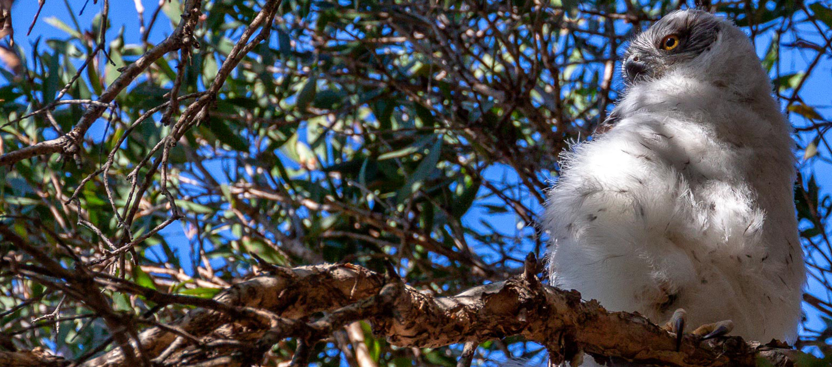 Stories Baby Powerful Owl Centennial Parklands