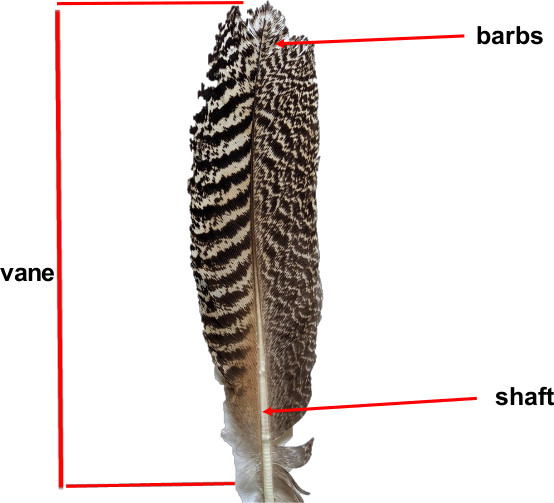 Different Types of Bird Feathers - Bird Watching Academy