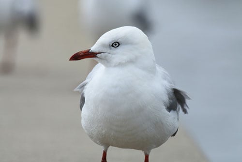 Visit - Centennial Parklands - Silver Gull - Centennial Parklands