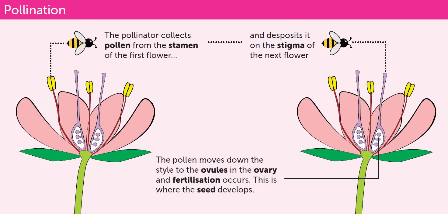 honey bee pollination diagram