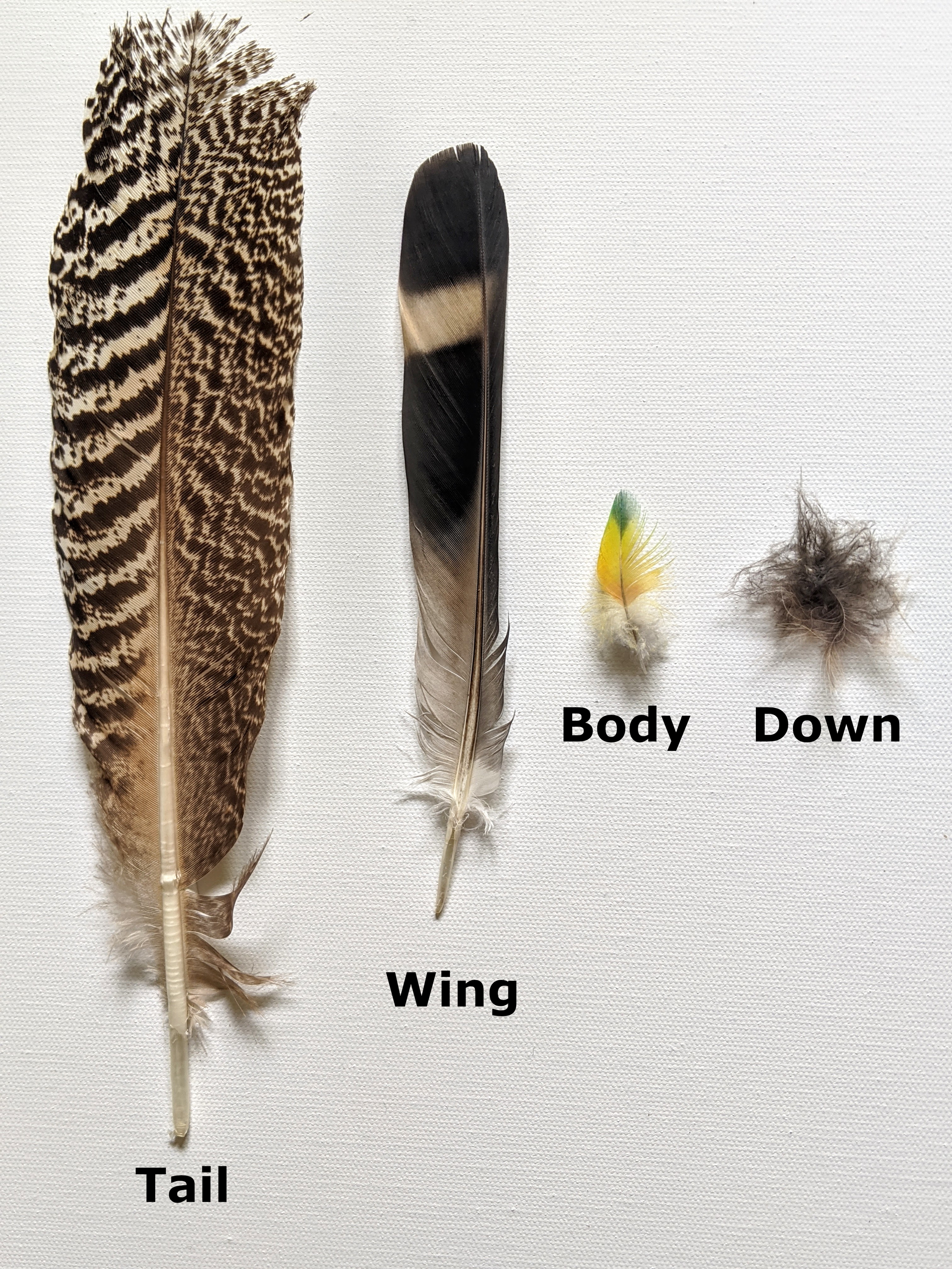 What Can You Learn From a Feather?