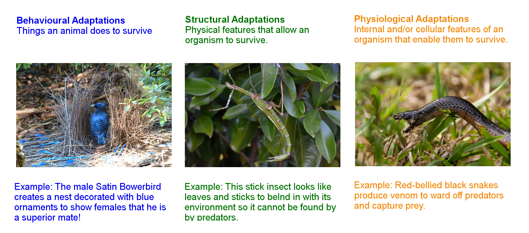 what-are-adaptations-secondary-school-resources-centennial-parklands