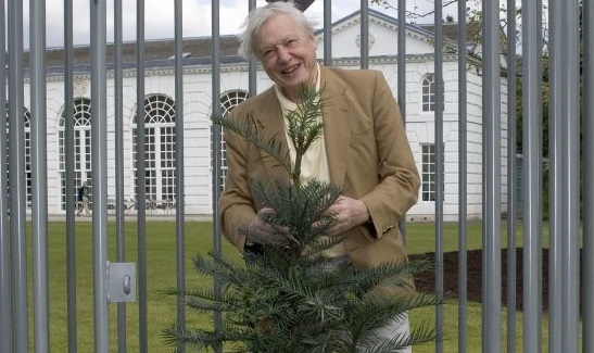 Stories - Wollemi Pine - Centennial Parklands