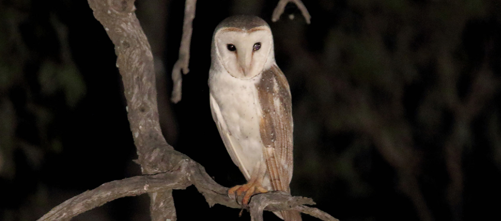 Stories - Have You Seen The Bird Of The Month? - Centennial Parklands