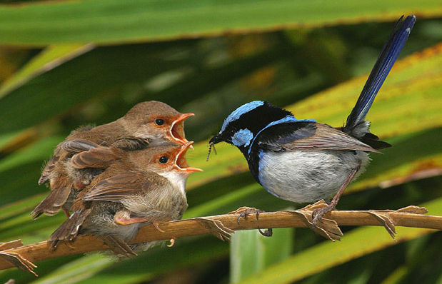 superb fairy wren food