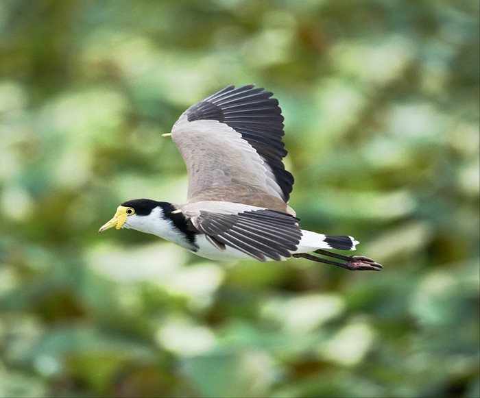 Visit - Centennial Parklands - Birds - Centennial Parklands