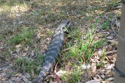 are blue tongue lizards poisonous to dogs if eaten