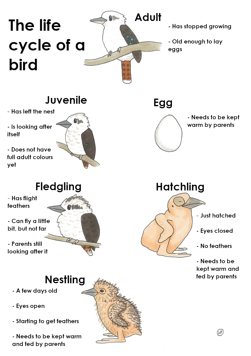 bird life cycle