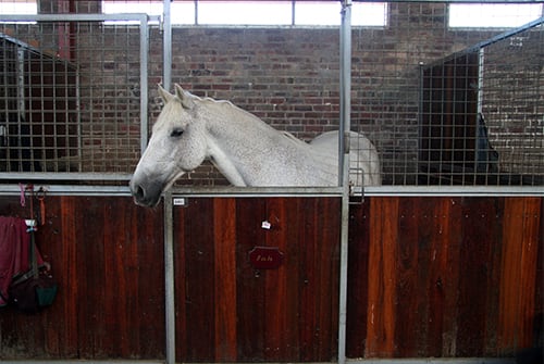 horse stable regulations