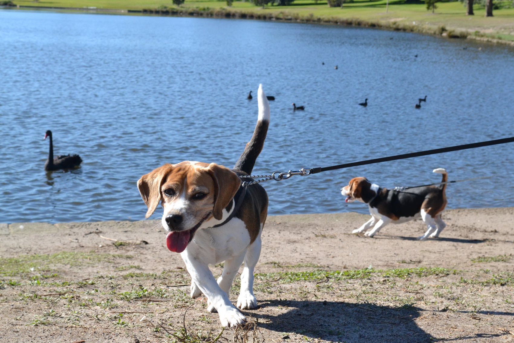 can you take dogs to centennial park