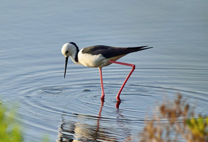 Visit - Centennial Parklands - Birds - Centennial Parklands